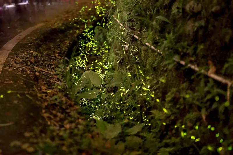 新竹景點｜內灣螢火蟲交通、賞螢時間、拍攝教學