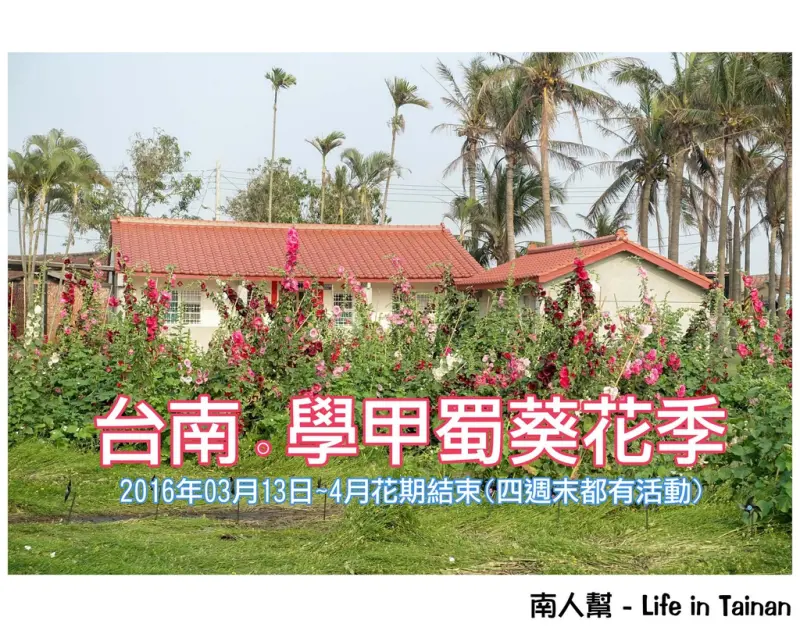 【台南市學甲區-花季】走在蜀葵迷宮，還有彩繪.市集~~2016學甲蜀葵花季