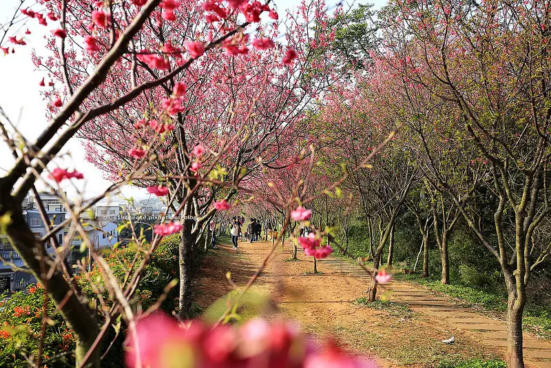 【苗栗銅鑼】銅鑼環保公園-山櫻花隧道.驚艷炮仗花海.一串串鞭炮花炸開甚美.假日拍照親子遊.銅鑼工業區