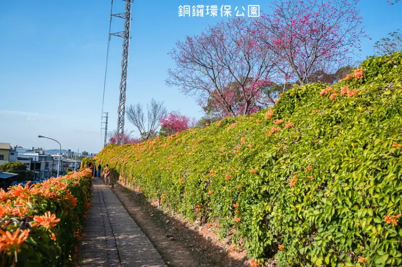 ｜苗栗景點｜銅鑼環保公園，季節限定炮仗花瀑布、夢幻櫻花步道 - Hallo！Im 婷兒