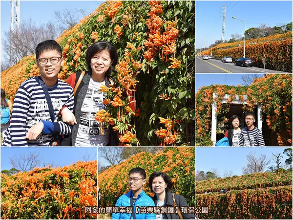 ﹝苗栗縣銅鑼遊記﹞環保公園　如寬2~3百公尺之橙金色雙層宣洩而下的耀眼炮仗花海瀑布　／20190126花況／炮仗花步道／苗栗IG打卡熱門景點／苗栗春節賞花熱門景點