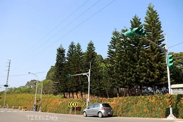 2021苗栗銅鑼炮仗花海公園｜銅鑼櫻花隧道｜苗栗卓蘭，左岸人文概念餐廳，客家小館～