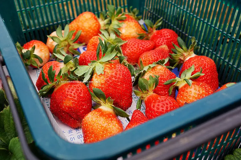 【苗栗卓蘭】紅寶石草莓園-去花露休閒農場可以順路到紅寶石草莓園採草莓.今年到四月初都還有喔!假日苗栗親子遊