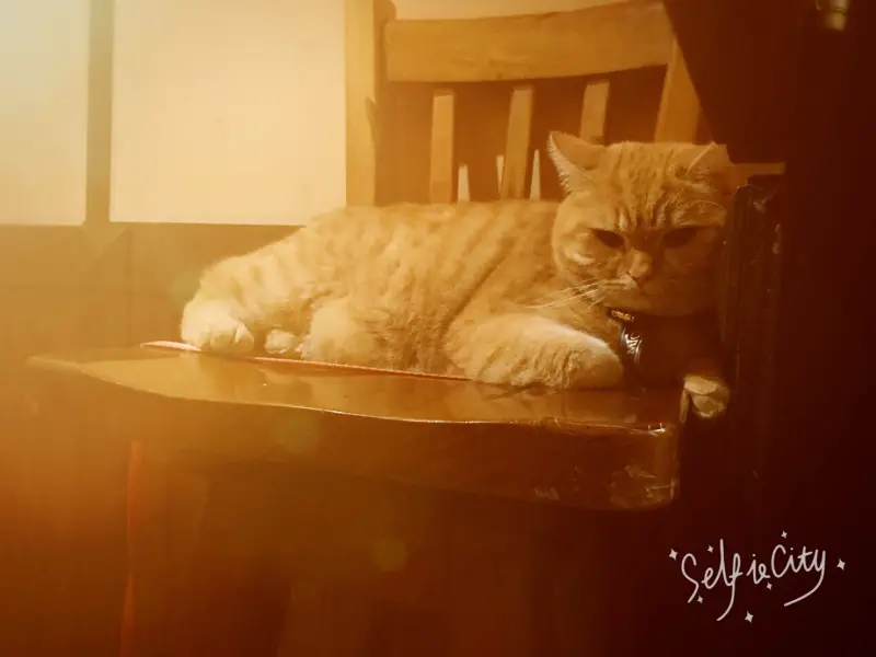 新竹貓町美食遊南寮漁港遊