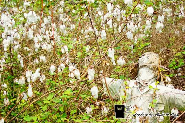 【雲林。虎尾】雲林下雪了。私房景點賞雪趣。雲端埒活棉花田