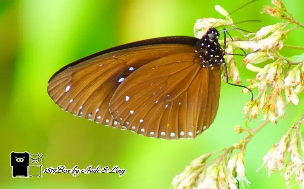 【雲林。林內】紫漾林內。蝶飛舞。林內紫斑蝶季
