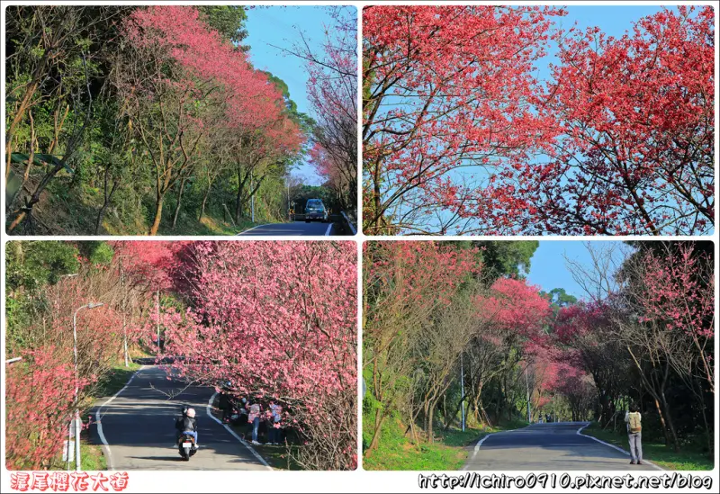 [賞花]【淡水線淡水站】2018滬尾櫻花大道(2018.02.19花況)。八重櫻火紅盛開│夜櫻車軌之美│季節限定美景│北4鄉道賞櫻秘境│北部賞櫻景點│怎麼去/公車/捷運/地址/交通/花況