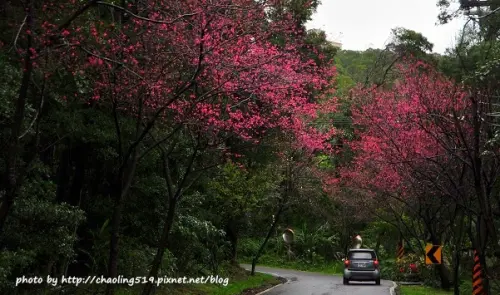 【淡水 / 賞櫻】滬尾櫻花大道。雨中漫步還是愛拍啦！ 
