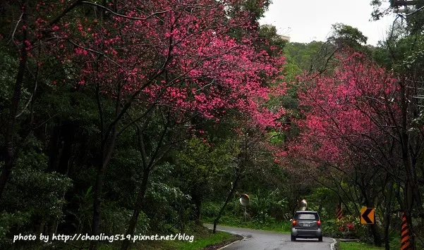 【淡水 / 賞櫻】滬尾櫻花大道。雨中漫步還是愛拍啦！ 