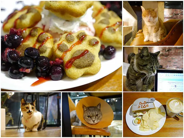 【台北捷運美食】【雙連站美食】找貓咪：赤峰街咖啡下午茶
