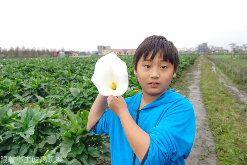 五結平原海竽-157巷