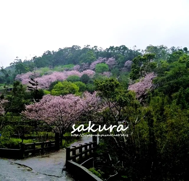 【台北◍•ᴗ•◍士林】景點・陽明山平等里內厝溪櫻木花廊吉野櫻秘境賞櫻｜滿山粉白櫻花林綻放中!(3/24花況)｜陽明山橘咖啡吉野櫻