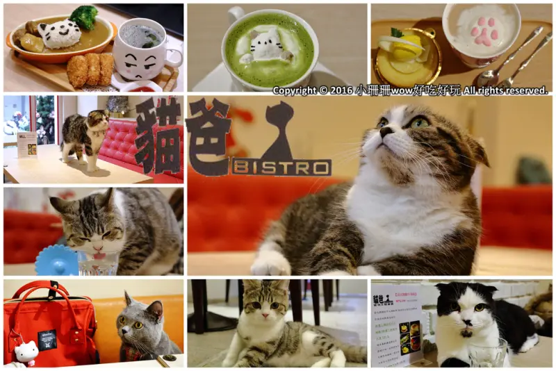 【食║台中】貓爸貓咪主題餐廳～超療癒系！貓奴必訪！與喵星人共度悠閒下午茶