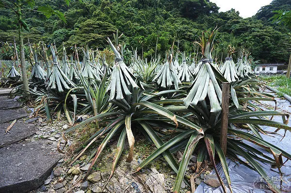 宜蘭旅遊▋二湖鳳梨館@員山~造型獨特的鳳梨館與宜蘭唯一的鳳梨產地