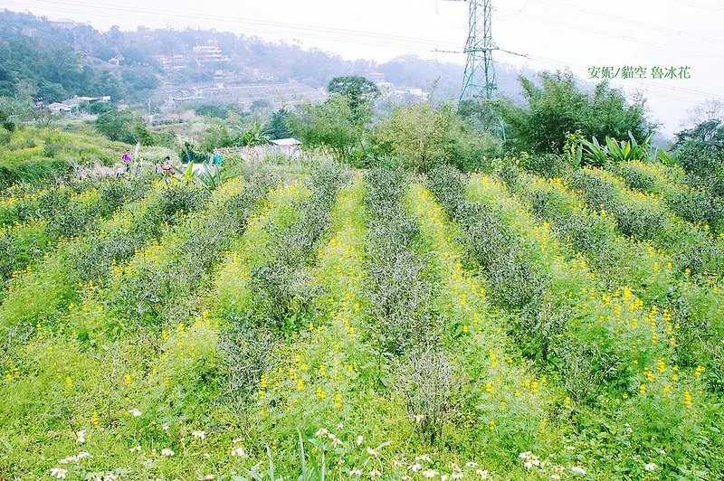 [台北 木柵貓空]樟樹步道魯冰花海 滿開在茶園裡的金黃繽紛 