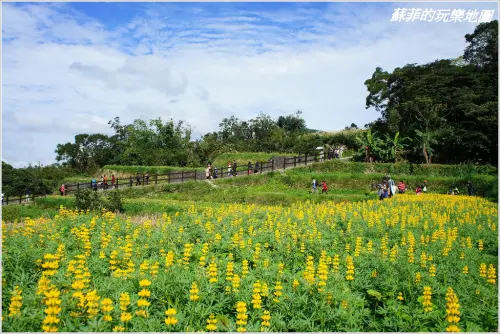 《台北賞花》貓空魯冰花綻放  季節限定金黃花海好迷人