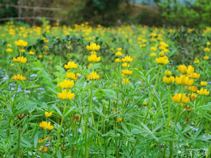 【台北-文山區】貓空樟樹步道健行遊賞魯冰花