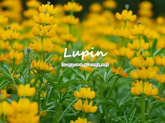 1.5公頃的魯冰花海～貓空樟樹步道繽紛花季-閃閃淚光魯冰花