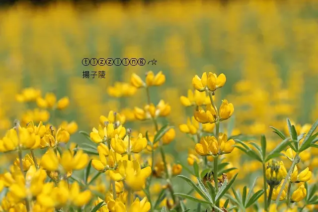 ⓣⓘⓩⓩⓛⓘⓝⓖ╭☆　2016貓空。魯冰花。樟樹步道～