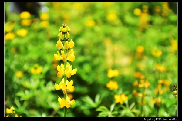 20160402貓空樟樹步道