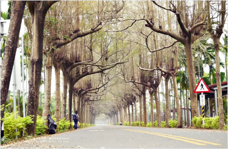 【屏東‧潮州】泗林綠色隧道‧春初的泗林綠色隧道有種淡淡的哀愁