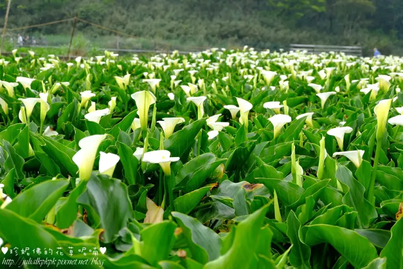 【台北-北投區】2016竹子湖海芋季「伊，索の芋言Part2」