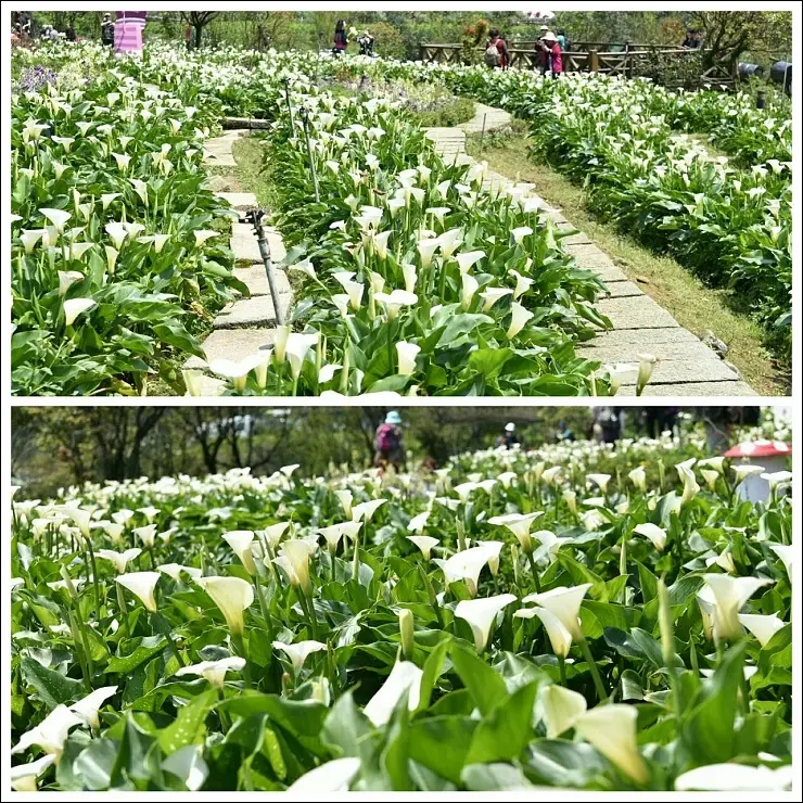 《魔鬼甄花瘋玩台灣》陽明山竹子湖海芋田景點全攻略&必吃美食熱門野菜餐廳懶人包~2016年3月最新版花況更新！！