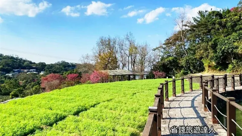 貓空樟樹步道｜季節限定魯冰花,盡覽茶園風光 - 達人Emily的播報台