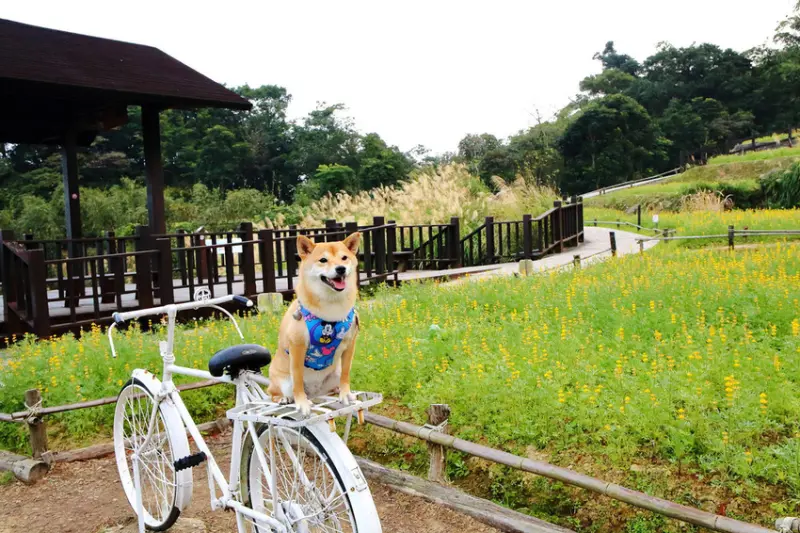 【遊。木柵】木柵貓空。樟樹步道〜步道賞黃金花海，魯冰花1月盛開中！
