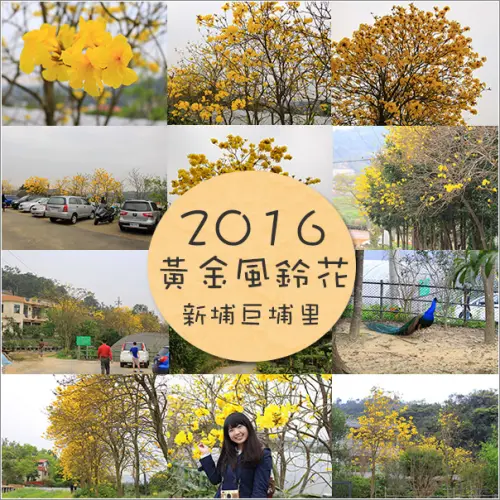 新埔｜2016金黃耀眼黃金風鈴花相約在巨埔登山步道