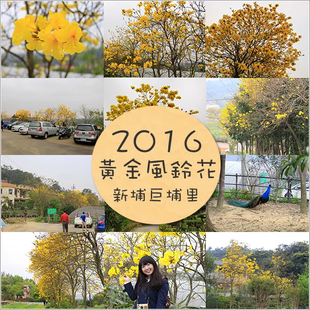 新埔｜2016金黃耀眼黃金風鈴花相約在巨埔登山步道