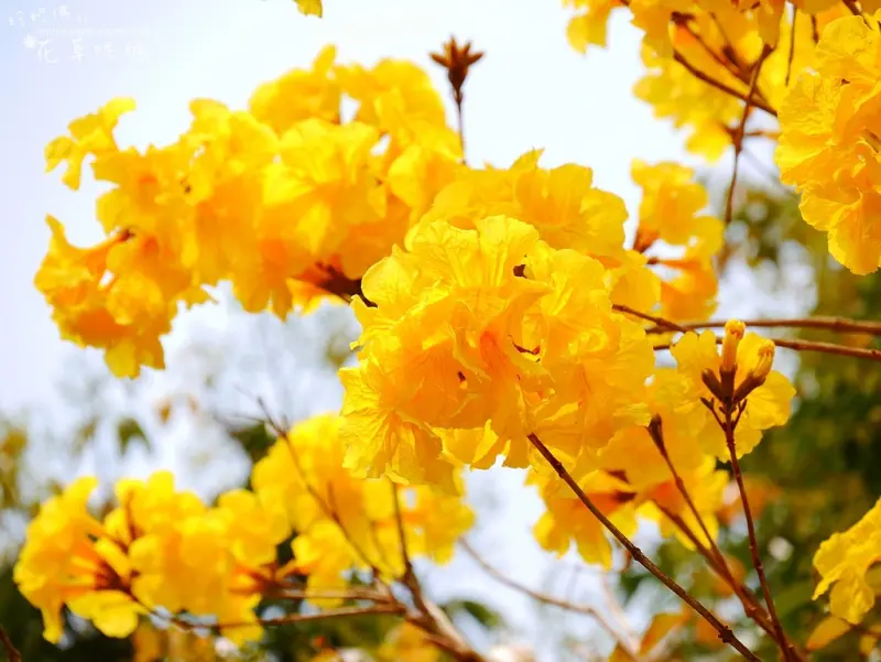 【新竹-新埔鎮】巨埔休閒生態農場黃花風鈴木與繽紛六色彩虹水管屋