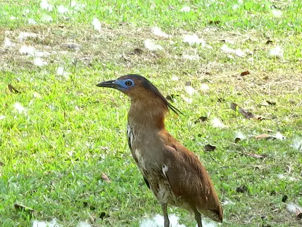 逛逛阿緱城5    ..千禧公園