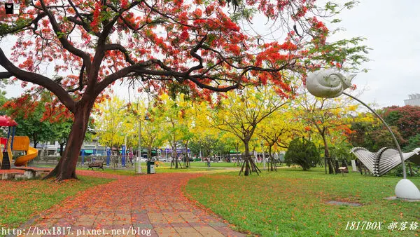 【屏東市】火紅鳳凰花與黃金阿勃勒一起綻放美麗。千禧公園。紅黃花毯超吸睛