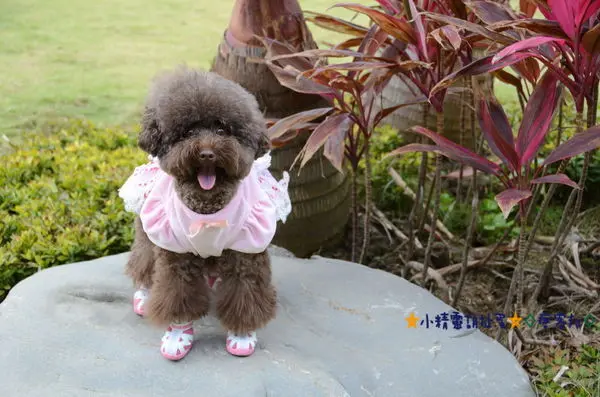 ※寵物友善餐廳※桃園新屋3號咖啡No.3 Cafe親子寵物友善餐廳★小精靈胡扯蛋★2016.02.12