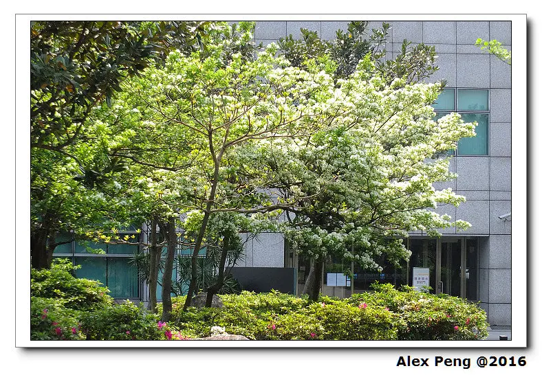 新北市-永和-四號公園 賞流蘇+三京麥面