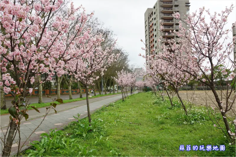 新北賞櫻。三峽私房賞櫻景點~臺北大學櫻花步道, 粉色櫻花盛開中