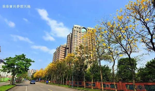 【三峽 / 賞花】台北大學。(北台灣) 罕見的黃金風鈴木