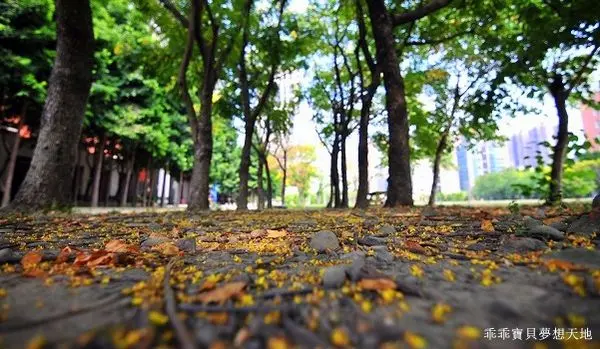 【三峽 / 賞花】台北大學。入秋飄起了黃金雨