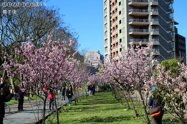 新北賞櫻秘境。台北大學櫻花映心湖超美&淡水。楓樹湖木蘭花開～