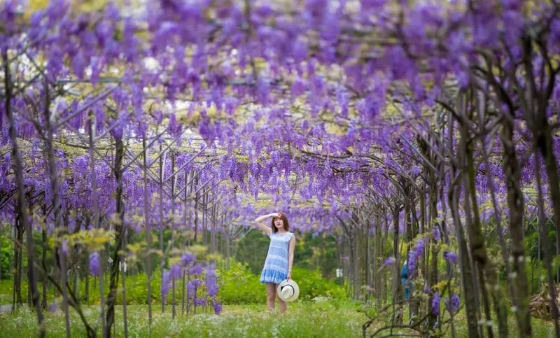台北紫藤花季｜2017最新 更大更好拍！一萬坪浪漫紫藤花隧道，滿滿的紫藤花二店 還可以野餐「紫藤咖啡園(水源園區)」(紫藤花二店、近天元宮、淡水一日遊) 2017/4/9花況