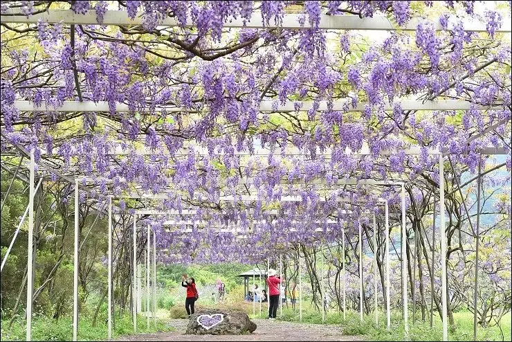 《淡水北海岸景點》淡水天元宮附近的隱藏版夢幻紫色流曝花廊~淡水紫藤咖啡2號園區紫藤花季！(2017花況更新/本周大滿開)
