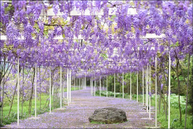《淡水北海岸景點》淡水天元宮附近的隱藏版夢幻紫色流曝花廊~淡水紫藤咖啡2號園區紫藤花季！(2016/4/8今日大滿開花況)