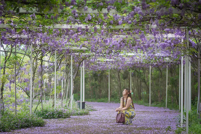 【新北。淡水景點】紫藤咖啡館(水源園區) / 近天元宮 / 紫藤花隧道 ~ 與紫藤花的浪漫邂逅。唯美到不想回家
