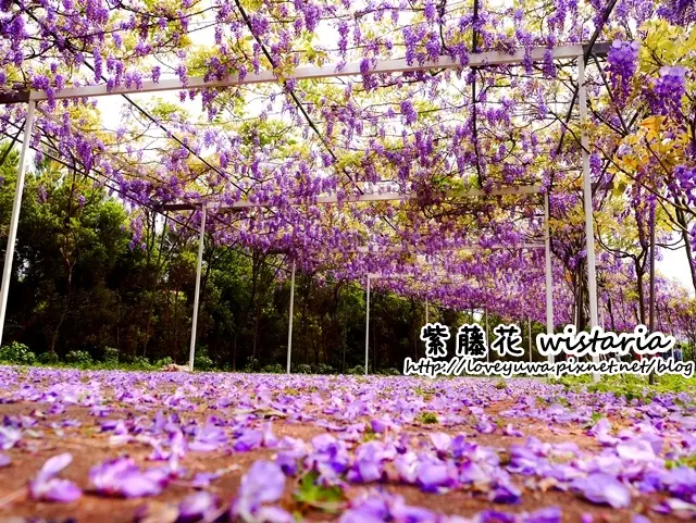 淡水新景點-300多公尺紫藤隧道，佔地一萬坪的祕密花園：淡水紫藤咖啡園水源園區(紫藤咖啡園天元宮店)｜季節限定的紫色浪漫(4/8花況)｜幼稚園免費入場｜紫藤花秘境