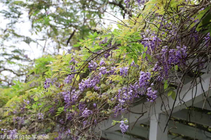 【桃園-中壢區】2020龍德公園紫藤花｜近馬祖新村眷村文創園區及桃園光影電影館
