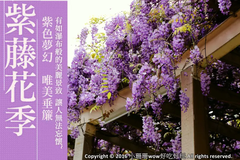 【遊║中壢】龍德公園&元生公園紫藤花～好美！中壢最漂亮的紫藤花賞花攻略大集合（105.4.9花況）　