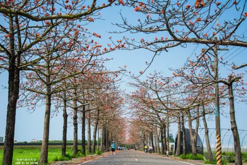 Tainan｜台南‧將軍｜熱情如火，火紅的木棉花盛開中*苓和里木棉花大道