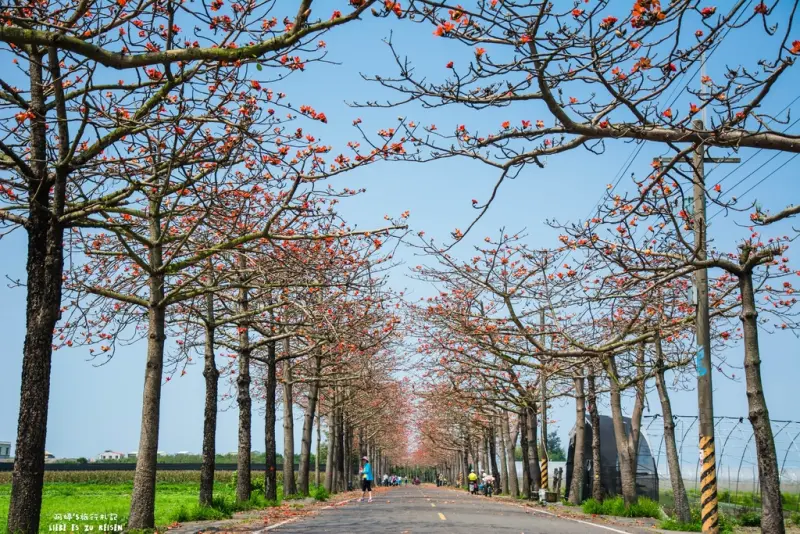 Tainan｜台南‧將軍｜熱情如火，火紅的木棉花盛開中*苓和里木棉花大道