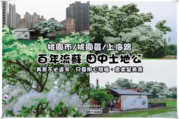 百年流蘇 田中土地公|桃園市/桃園區(人間四月雪之舞獅流蘇；原來美景與歷史就在身邊，感謝地主黃先生對這片土地的付出)